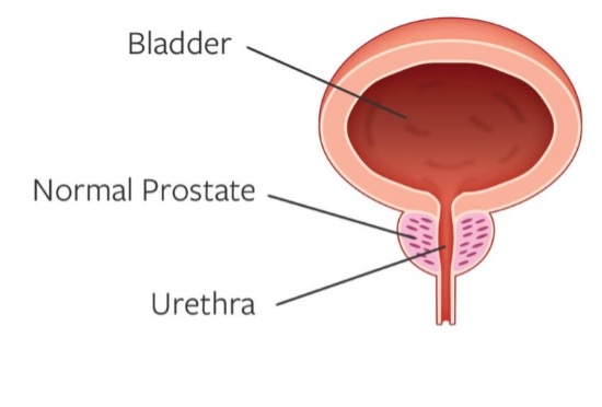 Normal prostate graphic